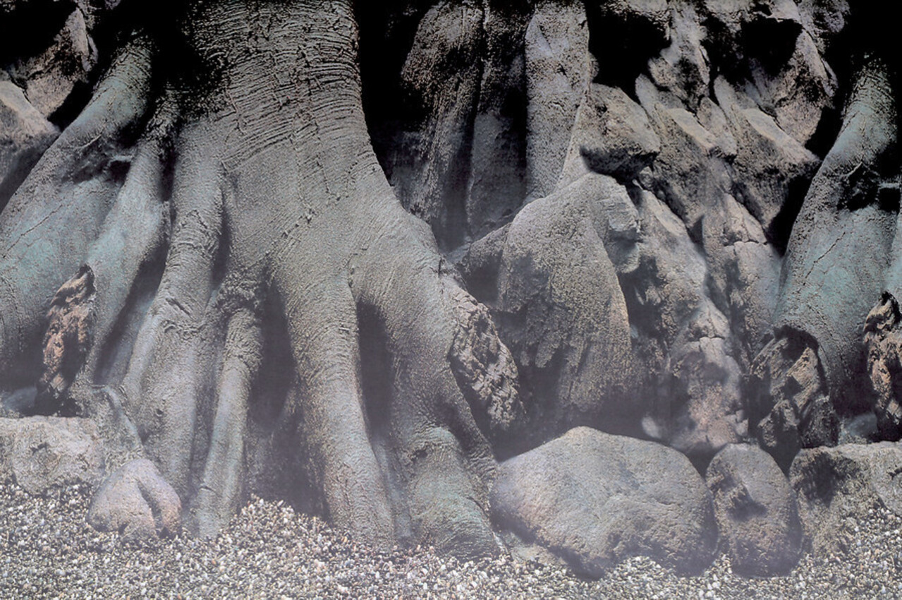 Superfish Deco Poster D Superfish Deco Poster D