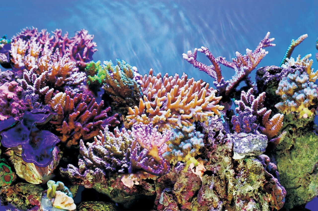 Superfish Deco Poster A Superfish Deco Poster A