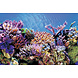 Superfish Deco Poster A Superfish Deco Poster A