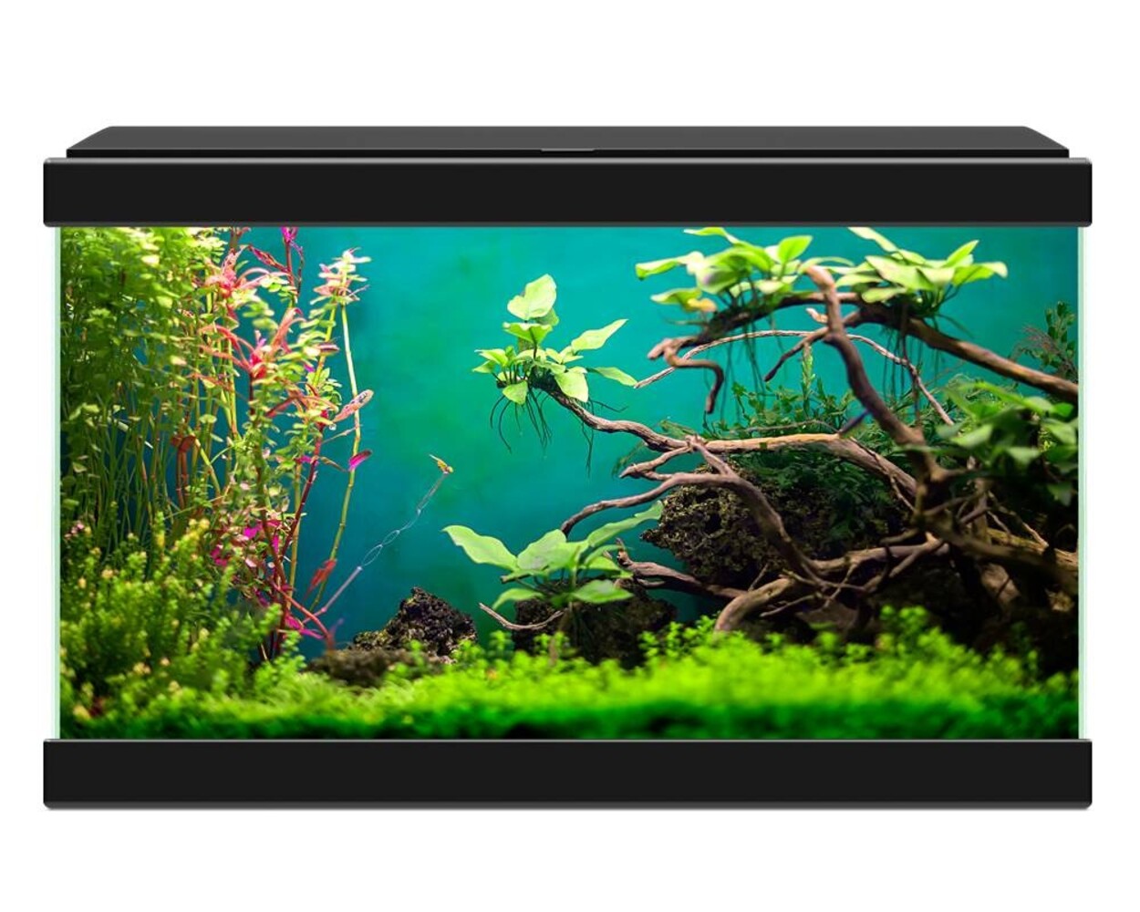 Ciano Aqua 20 Classic