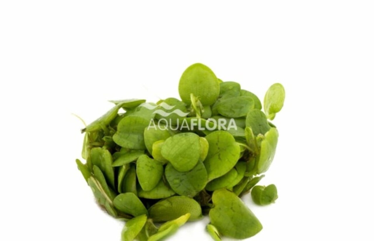 Wasserpflanze Limnobium Laevifolium - Schwimmpflanze im Behälter Wasserpflanze Limnobium Laevifolium - Schwimmpflanze im Behälter