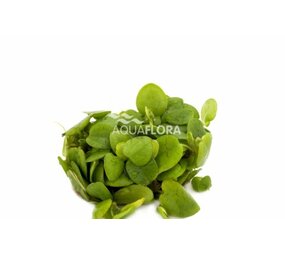 Waterplant Limnobium Laevifolium - Schwimmpflanze im Behälter