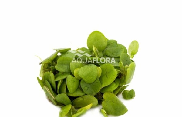 Wasserpflanze Limnobium Laevifolium - Schwimmpflanze im Behälter Wasserpflanze Limnobium Laevifolium - Schwimmpflanze im Behälter