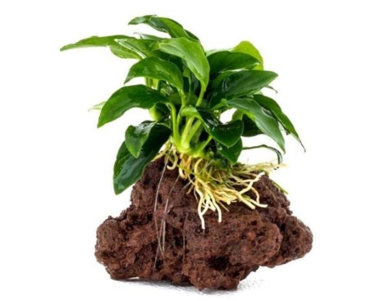 Wasserpflanze Anubia Nana auf Lavastein - Medium Wasserpflanze Anubia Nana auf Lavastein - Medium