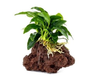 Waterplant Anubia Nana auf Lavastein - Medium