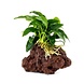 Waterplant Anubia Nana auf Lavastein - Medium