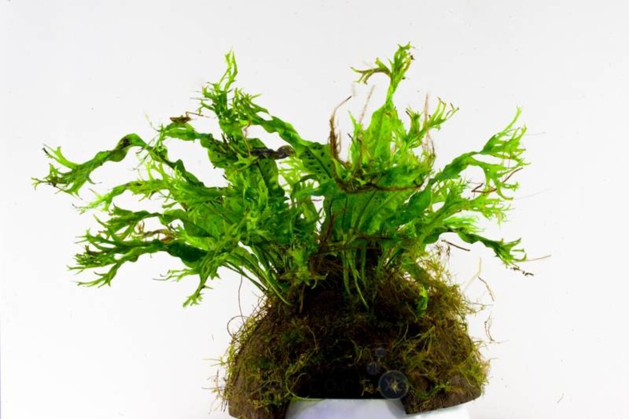 Wasserpflanze Microsorium Windelow auf Kokos