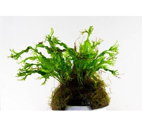 Waterplant Microsorium Windelow auf Kokos