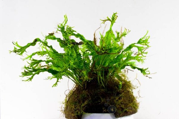 Wasserpflanze Microsorium Windelow auf Kokos