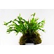 Wasserpflanze Microsorium Windelow auf Kokos