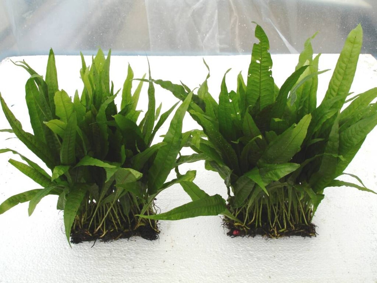 Waterplant Microsorium Pteropus auf Matte