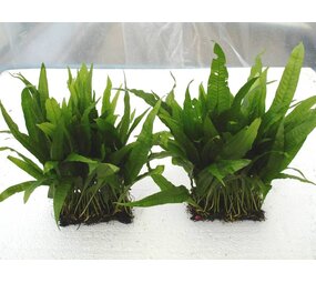 Wasserpflanze Microsorium Pteropus auf Matte