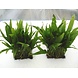 Wasserpflanze Microsorium Pteropus auf Matte Wasserpflanze Microsorium Pteropus auf Matte