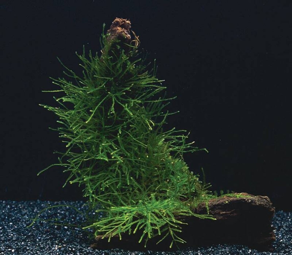 Waterplant Versicularia Dubyana und Microsorium Pteropus auf Kokos