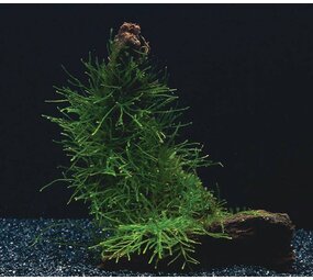 Waterplant Versicularia Dubyana und Microsorium Pteropus auf Kokos Waterplant Versicularia Dubyana und Microsorium Pteropus auf Kokos