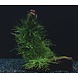 Wasserpflanze Versicularia Dubyana und Microsorium Pteropus auf Kokos Wasserpflanze Versicularia Dubyana und Microsorium Pteropus auf Kokos