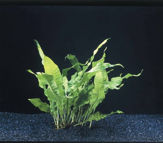 Wasserpflanze Versicularia Dubyana und Microsorium Pteropus auf Kokos Wasserpflanze Versicularia Dubyana und Microsorium Pteropus auf Kokos