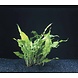 Wasserpflanze Versicularia Dubyana und Microsorium Pteropus auf Kokos Wasserpflanze Versicularia Dubyana und Microsorium Pteropus auf Kokos