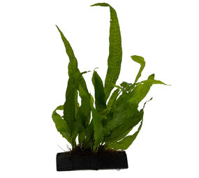 Wasserpflanze Microsorium Pteropus auf Holz - Medium