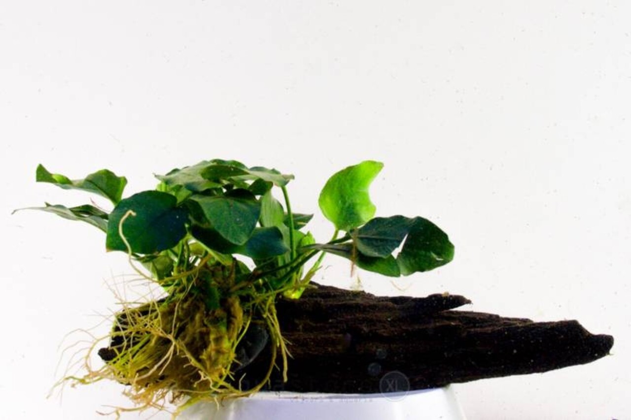 Wasserpflanze Anubia Nana auf Holz - Medium
