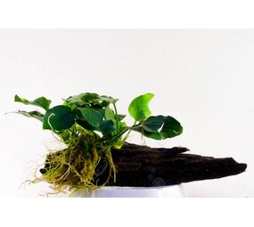Wasserpflanze Anubia Nana auf Holz - Medium