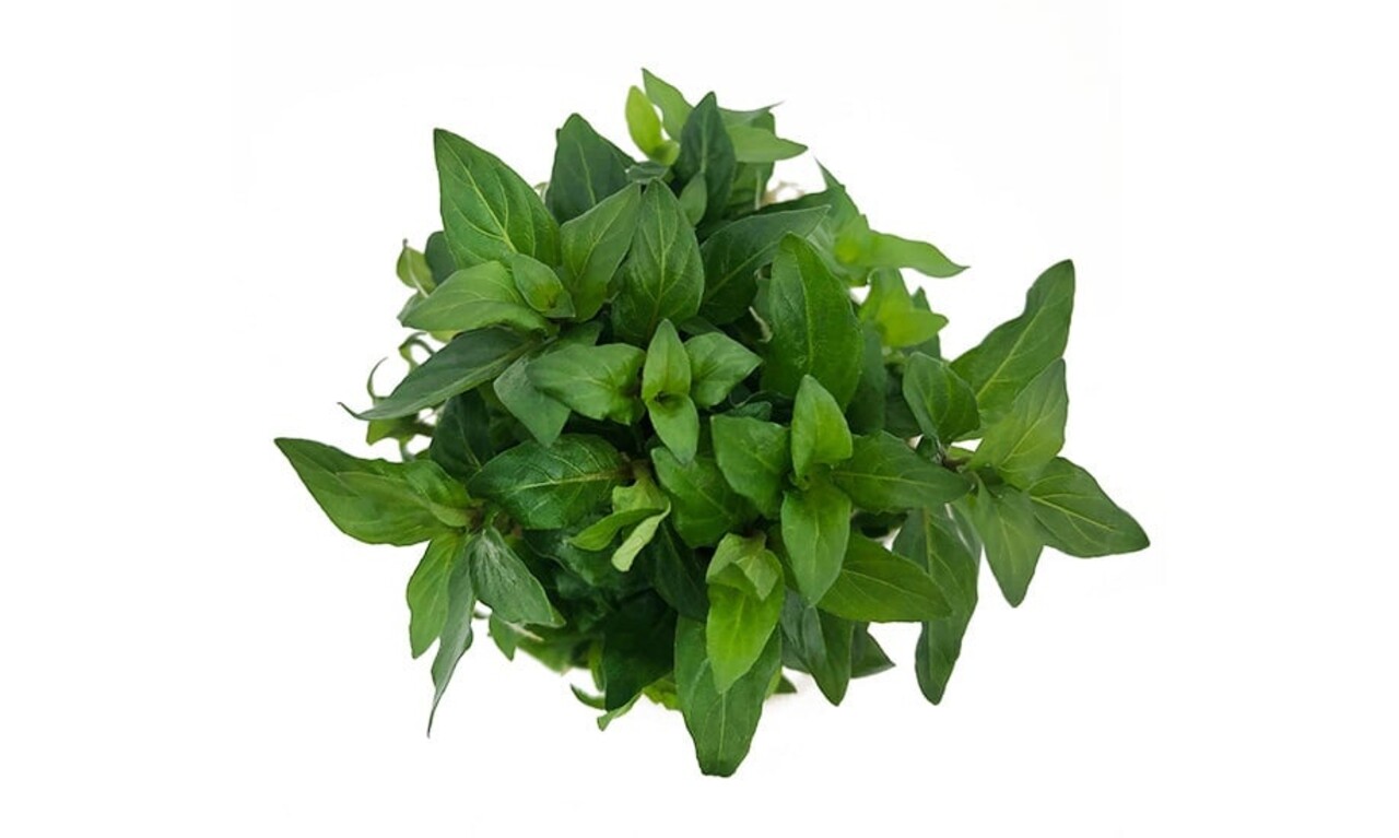 Wasserpflanze Staurogyne Repens in-vitro