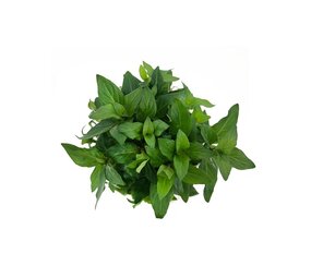 Wasserpflanze Staurogyne Repens in-vitro