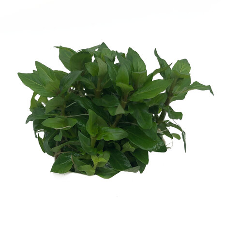 Wasserpflanze Staurogyne Repens in-vitro