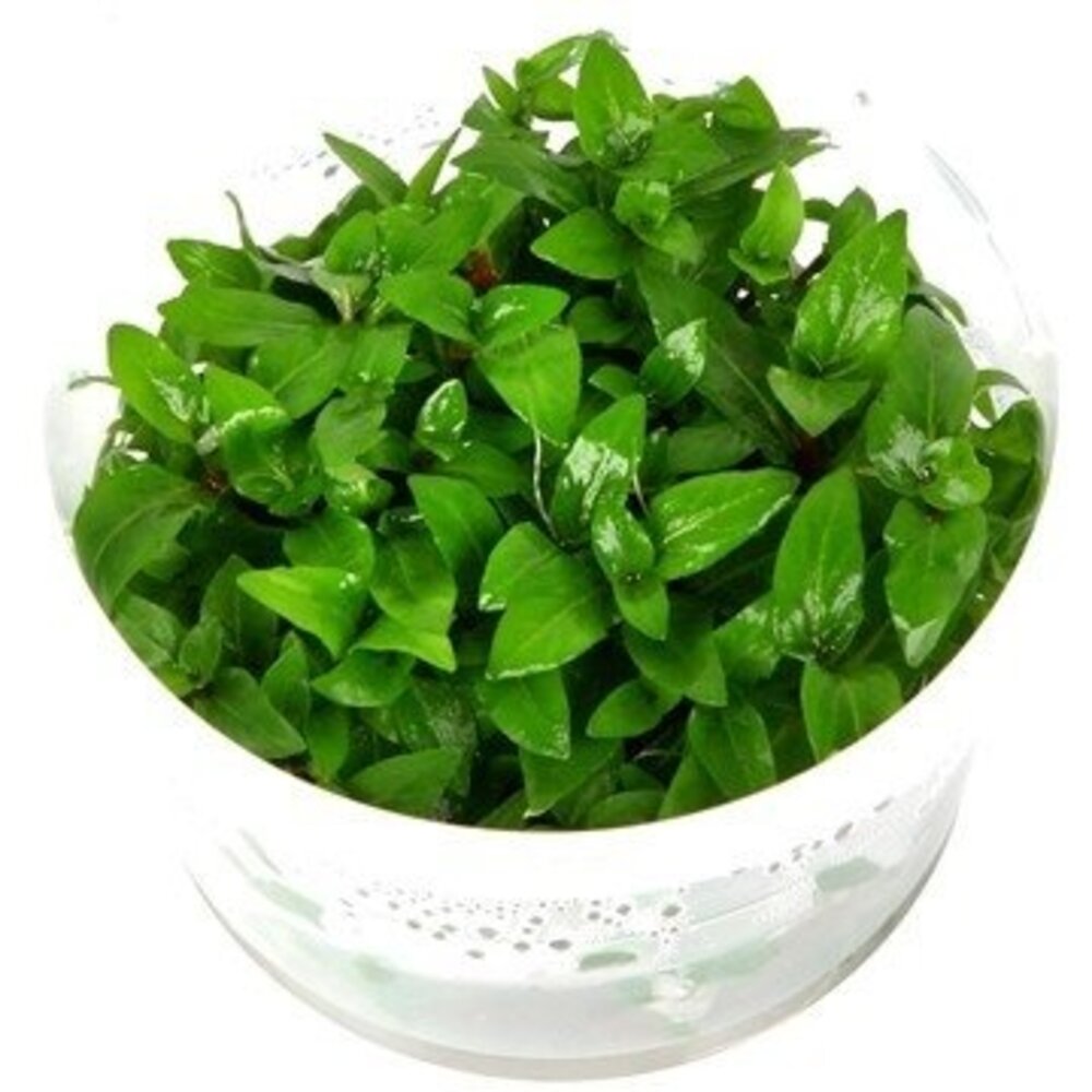 Wasserpflanze Staurogyne Repens in-vitro