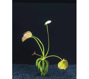 Wasserpflanze Nymphoides Aquatica - Knollenpflanze