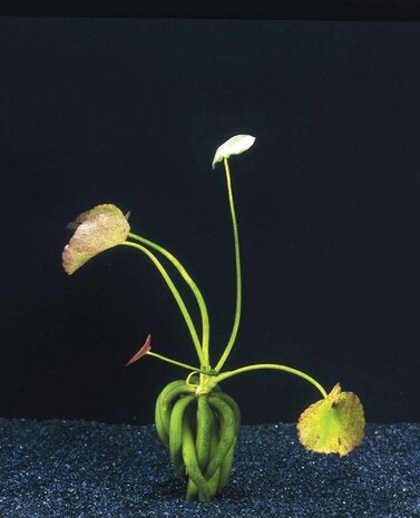 Wasserpflanze Nymphoides Aquatica - Knollenpflanze Wasserpflanze Nymphoides Aquatica - Knollenpflanze