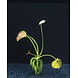 Wasserpflanze Nymphoides Aquatica - Knollenpflanze Wasserpflanze Nymphoides Aquatica - Knollenpflanze