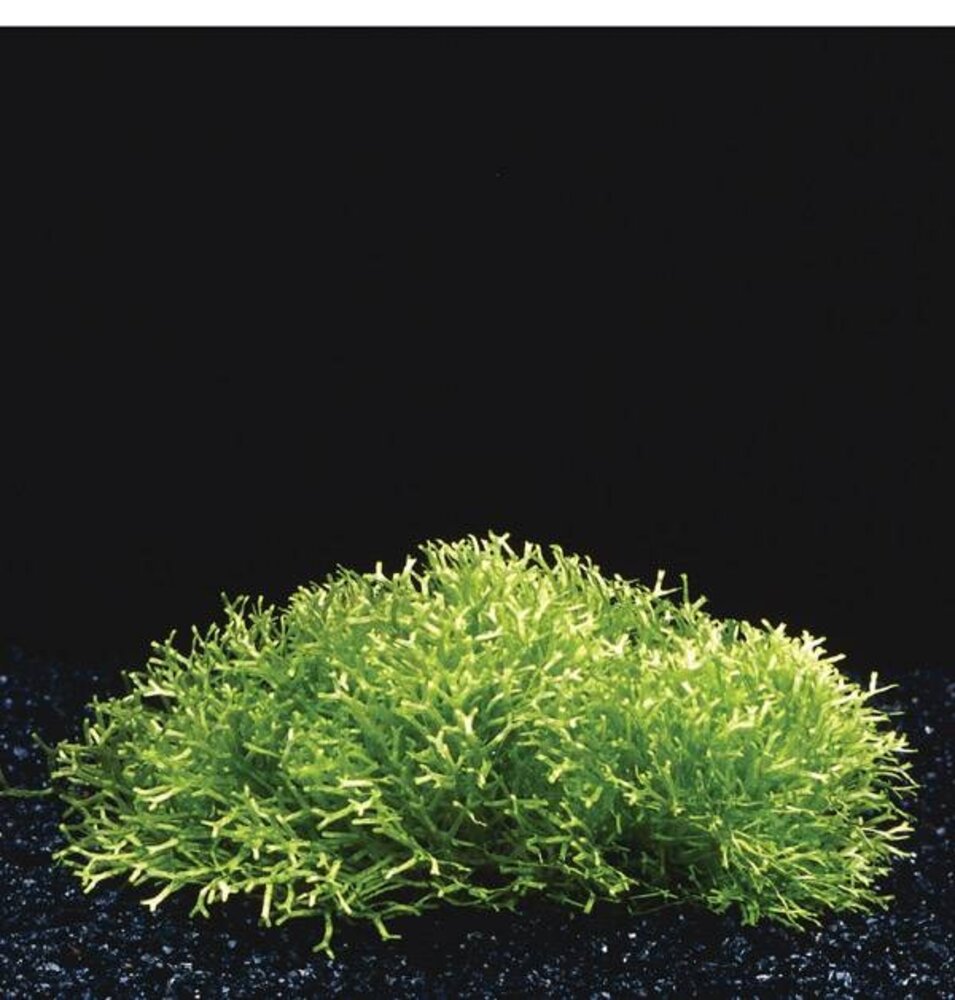 Waterplant Riccia Fluitans in vitro Schale