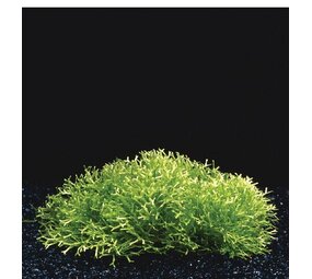 Wasserpflanze Riccia Fluitans in vitro Schale