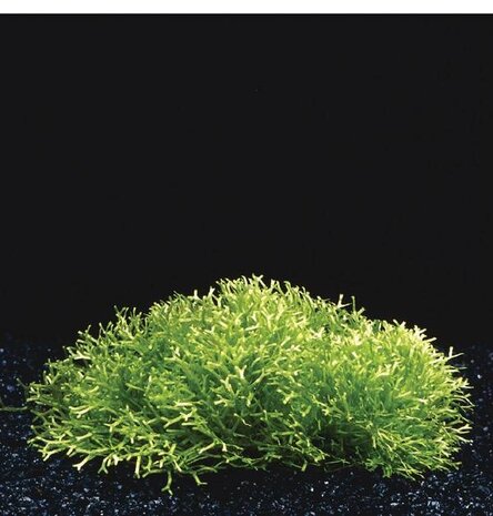 Waterplant Riccia Fluitans in vitro Schale