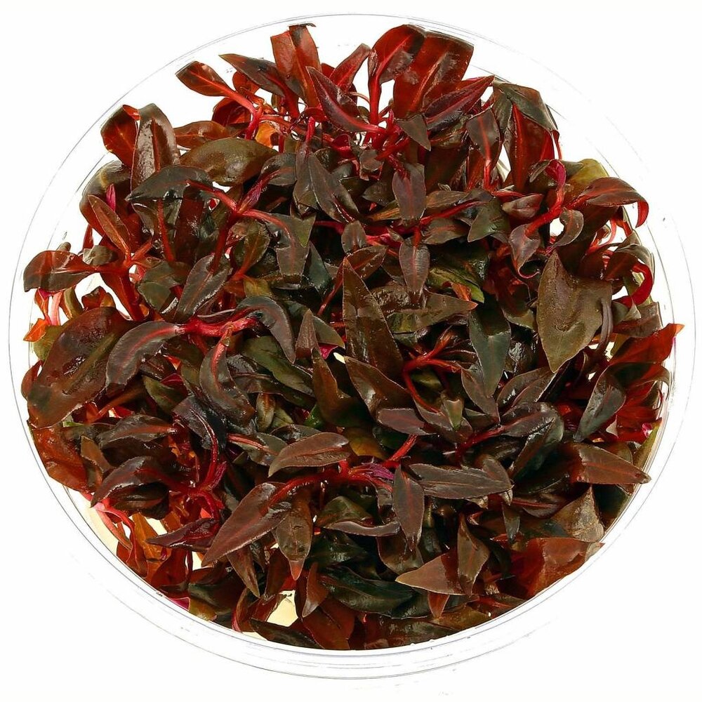 Waterplant Alternanthera Reineckii Mini in vitro Schale Waterplant Alternanthera Reineckii Mini in vitro Schale