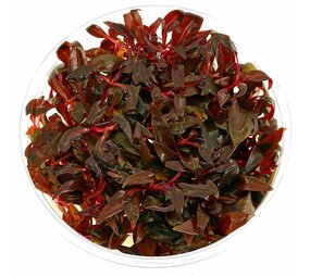 Wasserpflanze Alternanthera Reineckii Mini in vitro Schale