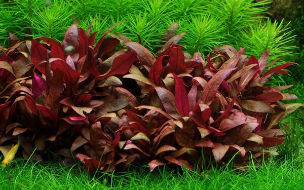 Wasserpflanze Alternanthera Reineckii Mini in vitro Schale Wasserpflanze Alternanthera Reineckii Mini in vitro Schale