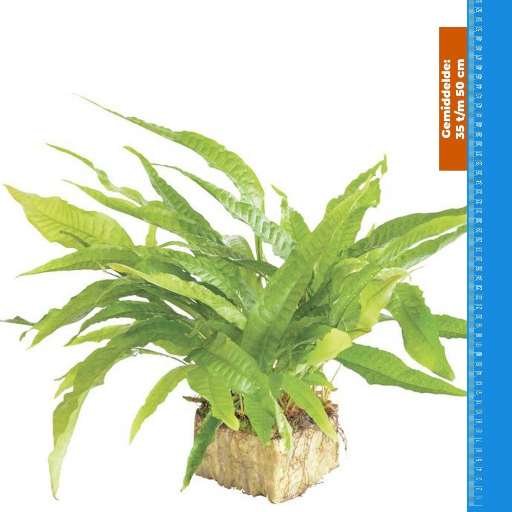 Waterplant Microsorium Pteropus - Extra Groß