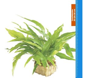 Wasserpflanze Microsorium Pteropus - Extra Groß