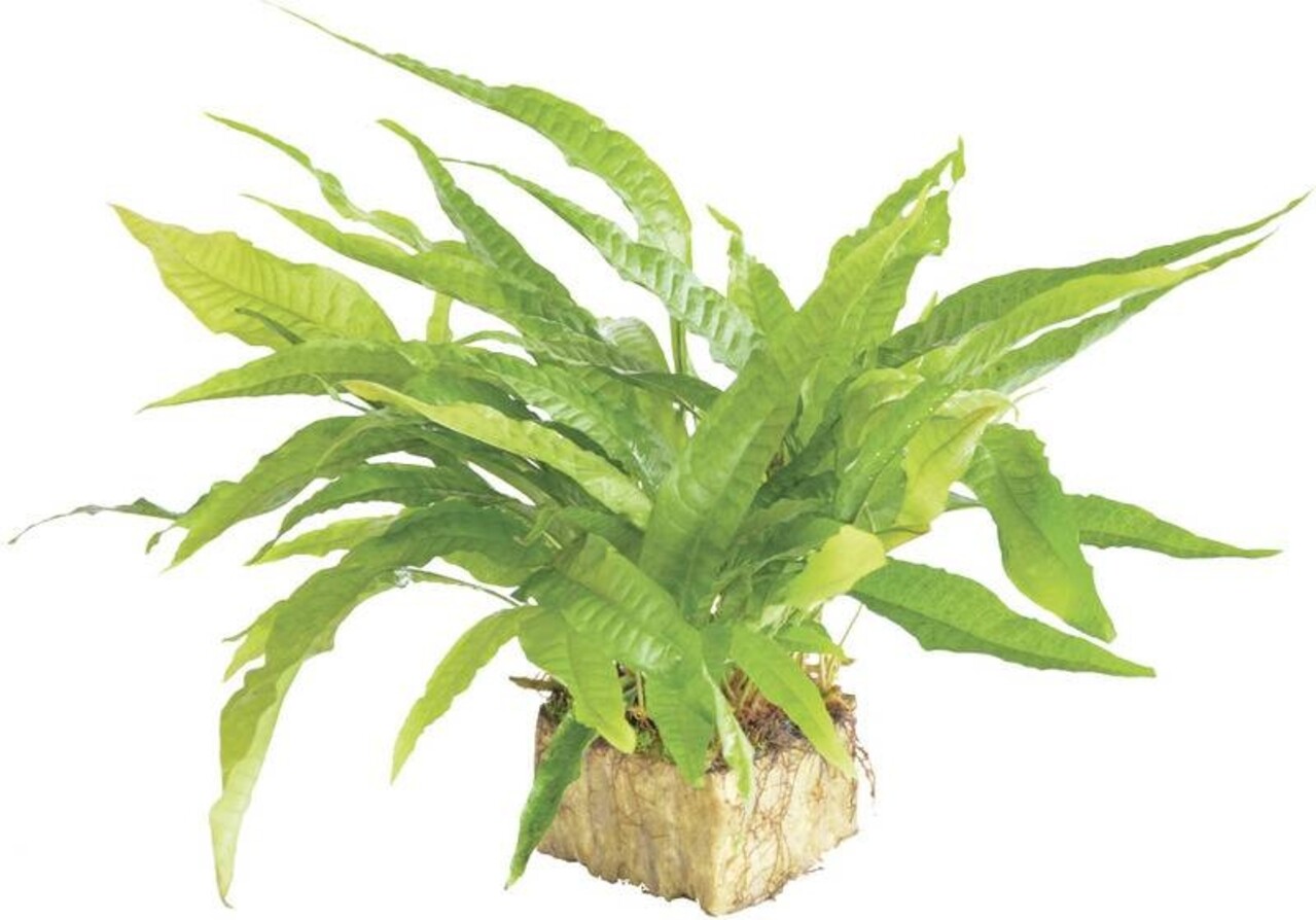 Waterplant Microsorium Pteropus - Extra Groß