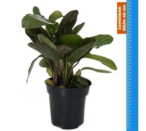 Waterplant Echinodorus Ozelot Rot - Extra Groß