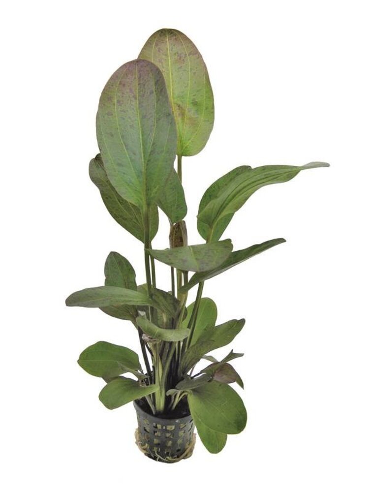 Wasserpflanze Echinodorus Ozelot Rot - Extra Groß