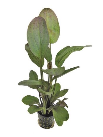 Wasserpflanze Echinodorus Ozelot Rot - Extra Groß