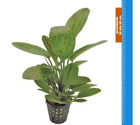 Waterplant Echinodorus Ozelot Grün - Extra Groß