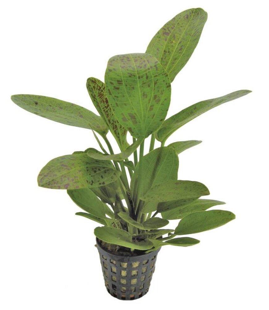 Wasserpflanze Echinodorus Ozelot Grün - Extra Groß Wasserpflanze Echinodorus Ozelot Grün - Extra Groß