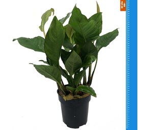 Wasserpflanze Anubias Heterophylla - Extra Groß