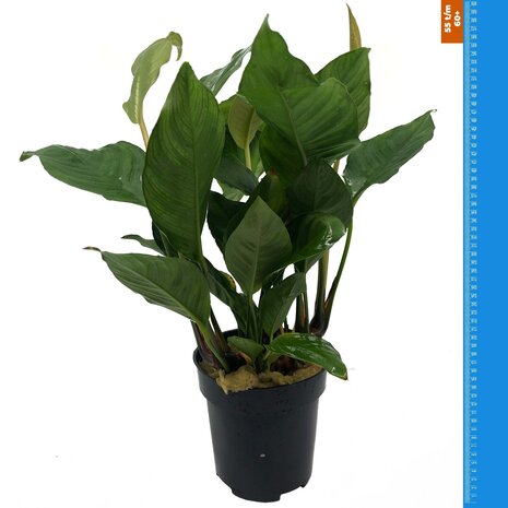 Wasserpflanze Anubias Heterophylla - Extra Groß Wasserpflanze Anubias Heterophylla - Extra Groß