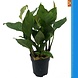 Wasserpflanze Anubias Heterophylla - Extra Groß Wasserpflanze Anubias Heterophylla - Extra Groß