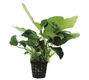 Waterplant Anubias Barteri Var.Nana - Extra Groß Waterplant Anubias Barteri Var.Nana - Extra Groß